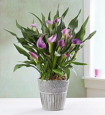 Lovely Calla Lily